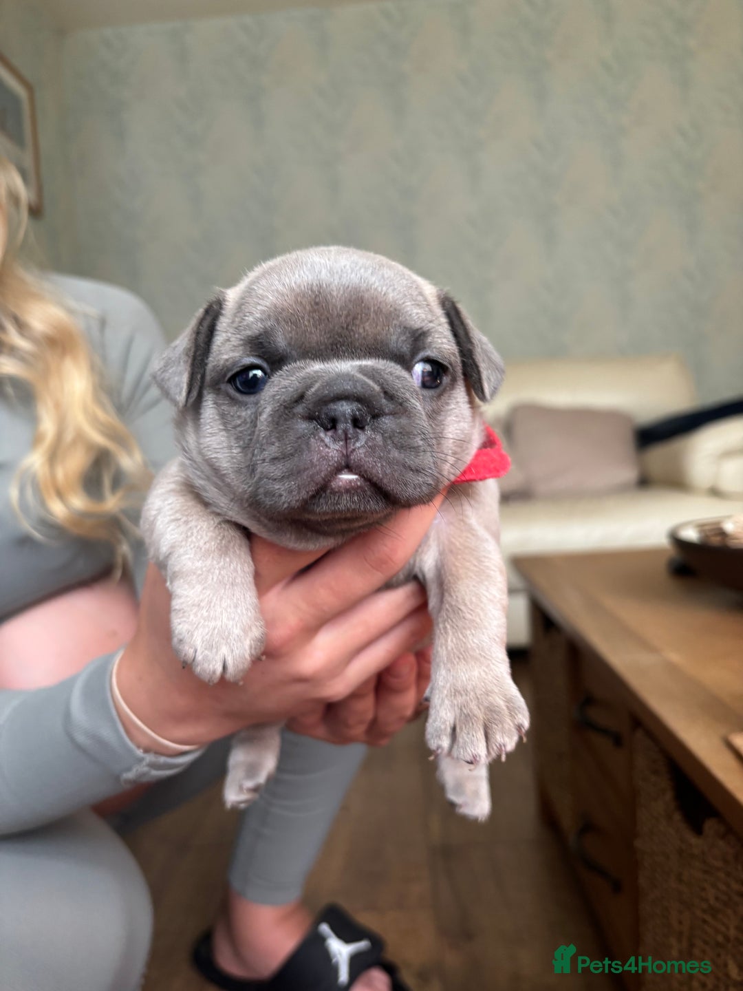 French Bulldog dogs for sale: Beautiful Frenchbulldog puppies 🇫🇷  - Image 6