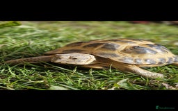 Tortoise reptiles for sale: Tortoise called Turbo - Advert 1
