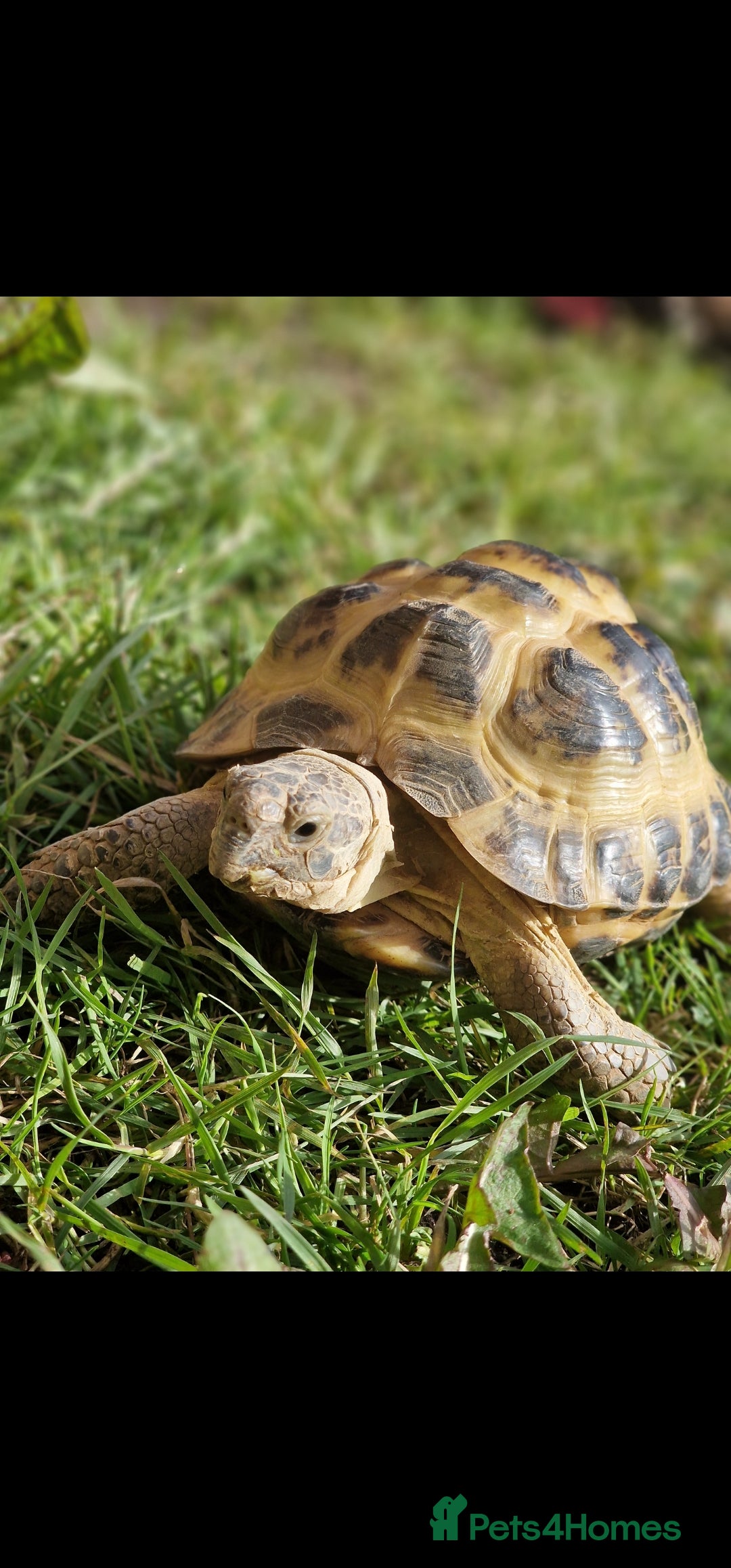 Tortoise reptiles for sale: Tortoise called Turbo - Advert 1