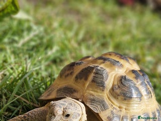 Tortoise reptiles Tortoise called Turbo - Advert 1