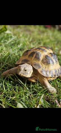 Tortoise reptiles Tortoise called Turbo - Advert 1