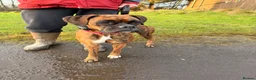 Boxer dogs for sale: Boxer Puppies - Advert 4