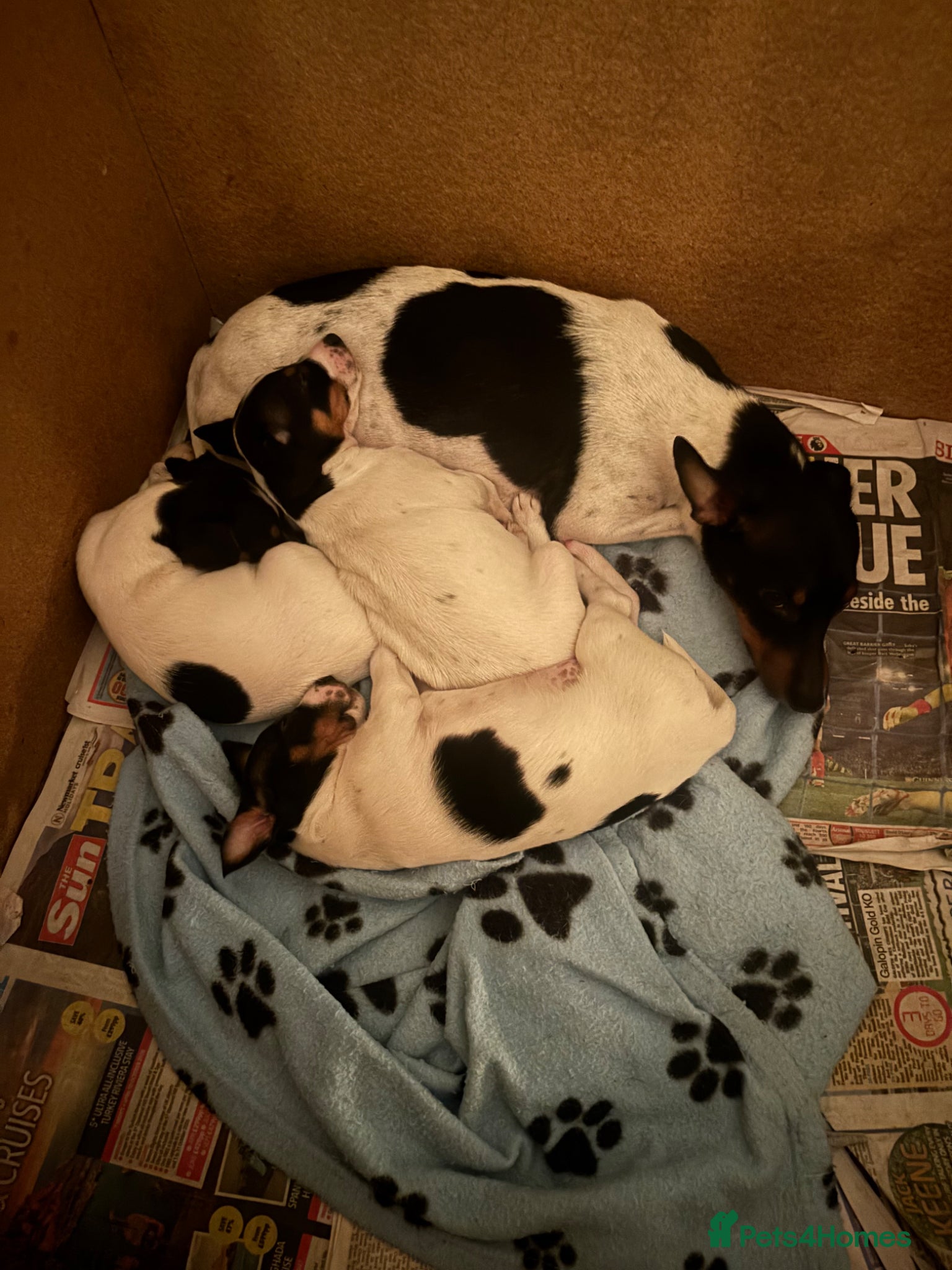 Jack Russell dogs Beautiful Jack Russel puppies  - Advert 2