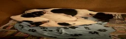 Jack Russell dogs for sale: Beautiful Jack Russel puppies  - Advert 1