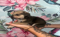 Mixed Breed dogs for sale: Mastiff x staff puppies  - Image 6