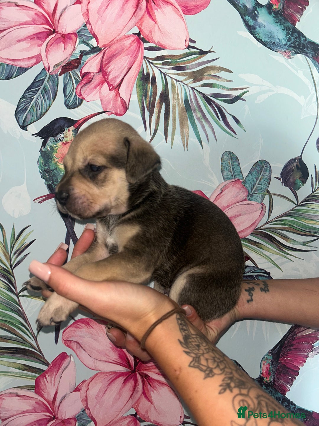 Mixed Breed dogs for sale: Mastiff x staff puppies  - Image 6