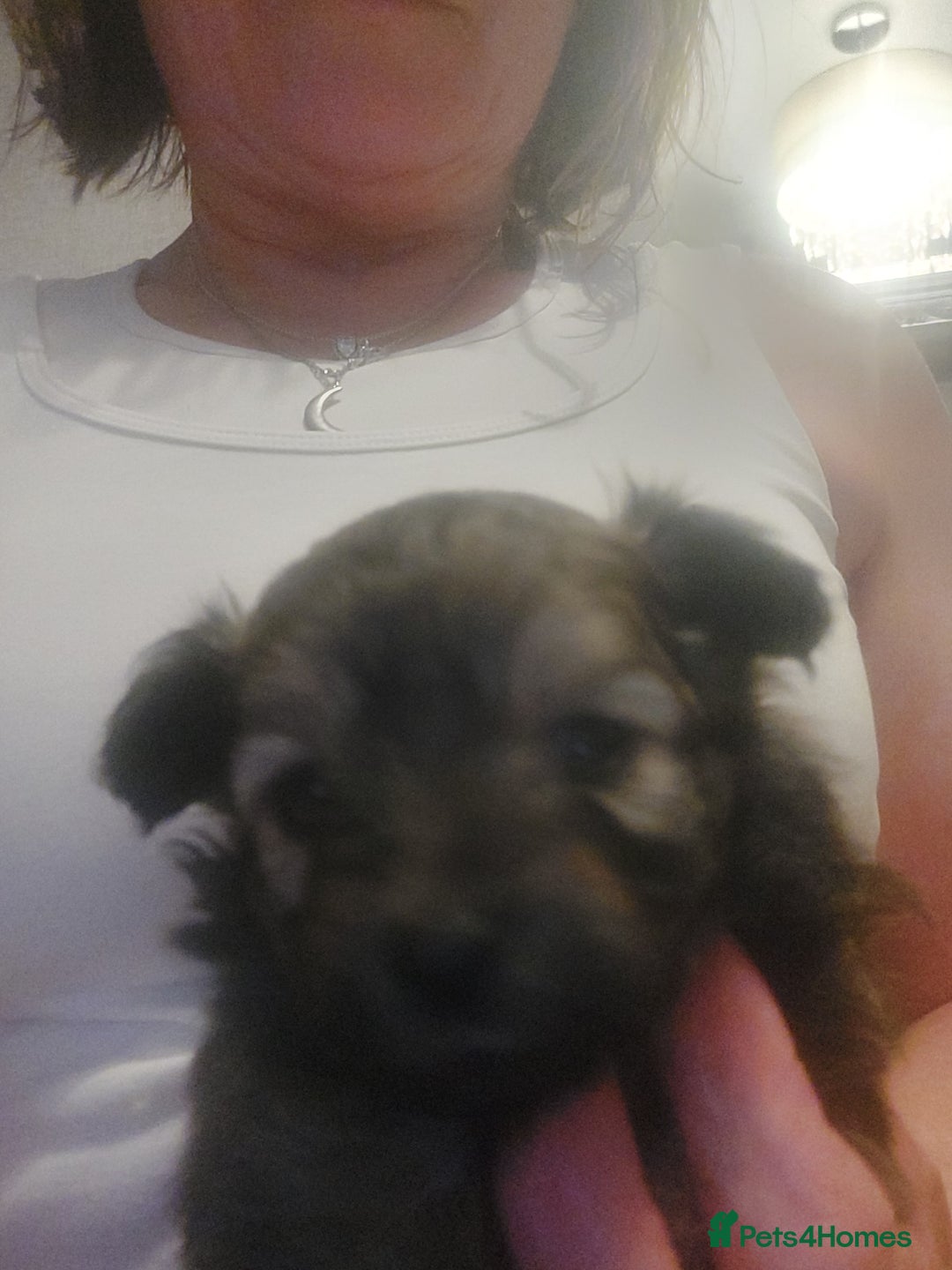 Pomapoo dogs for sale: Pomapoo male - Advert 9