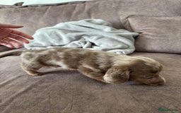 Miniature Dachshund dogs for sale: Long haired miniture dachshund  - Image 16