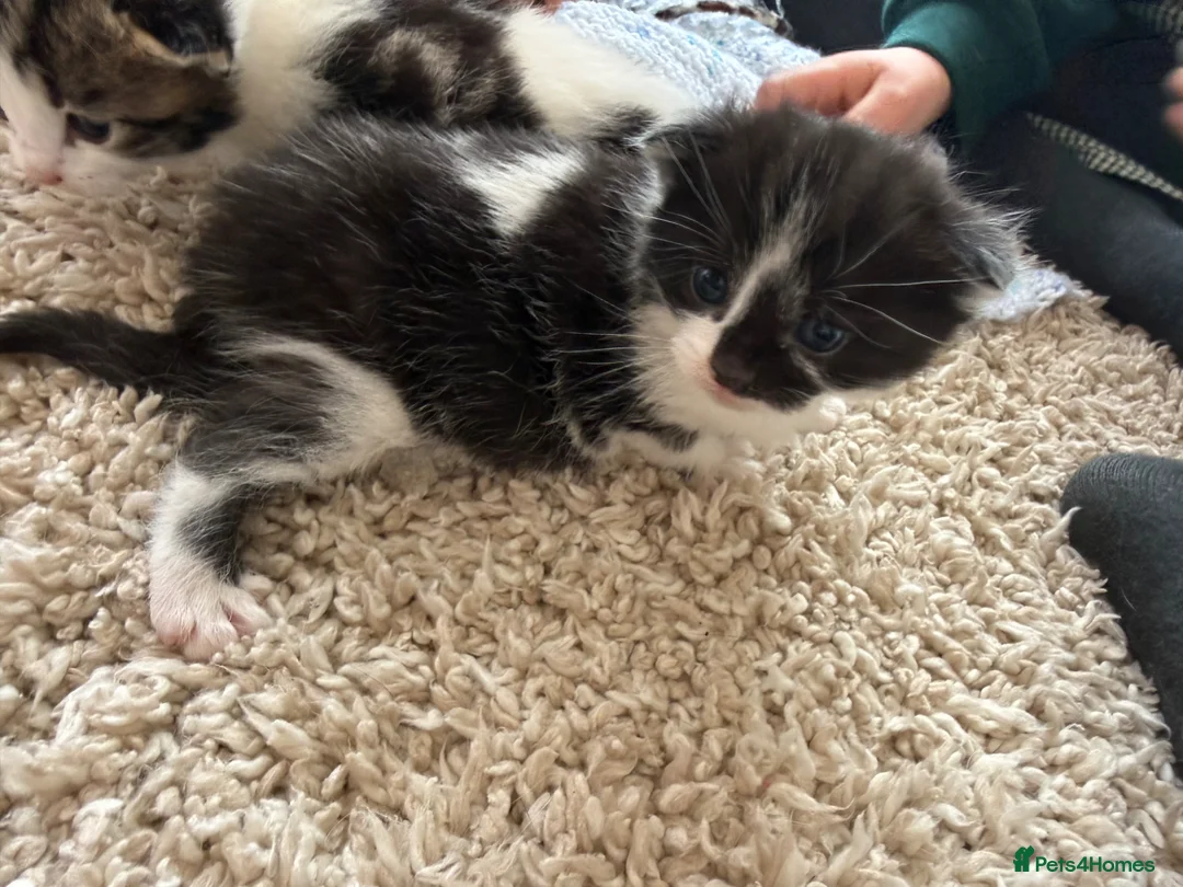 Mixed Breed cats for sale: Male kittens for sale  - Advert 2