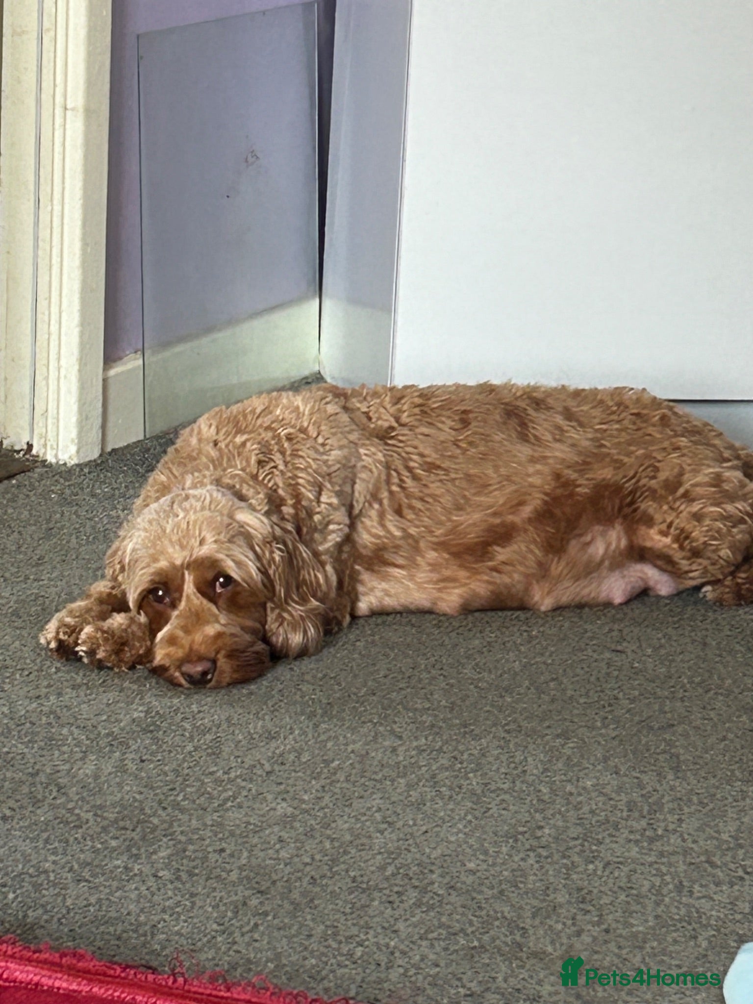 Cavapoo dogs Cavapoo fb1 - Advert 1