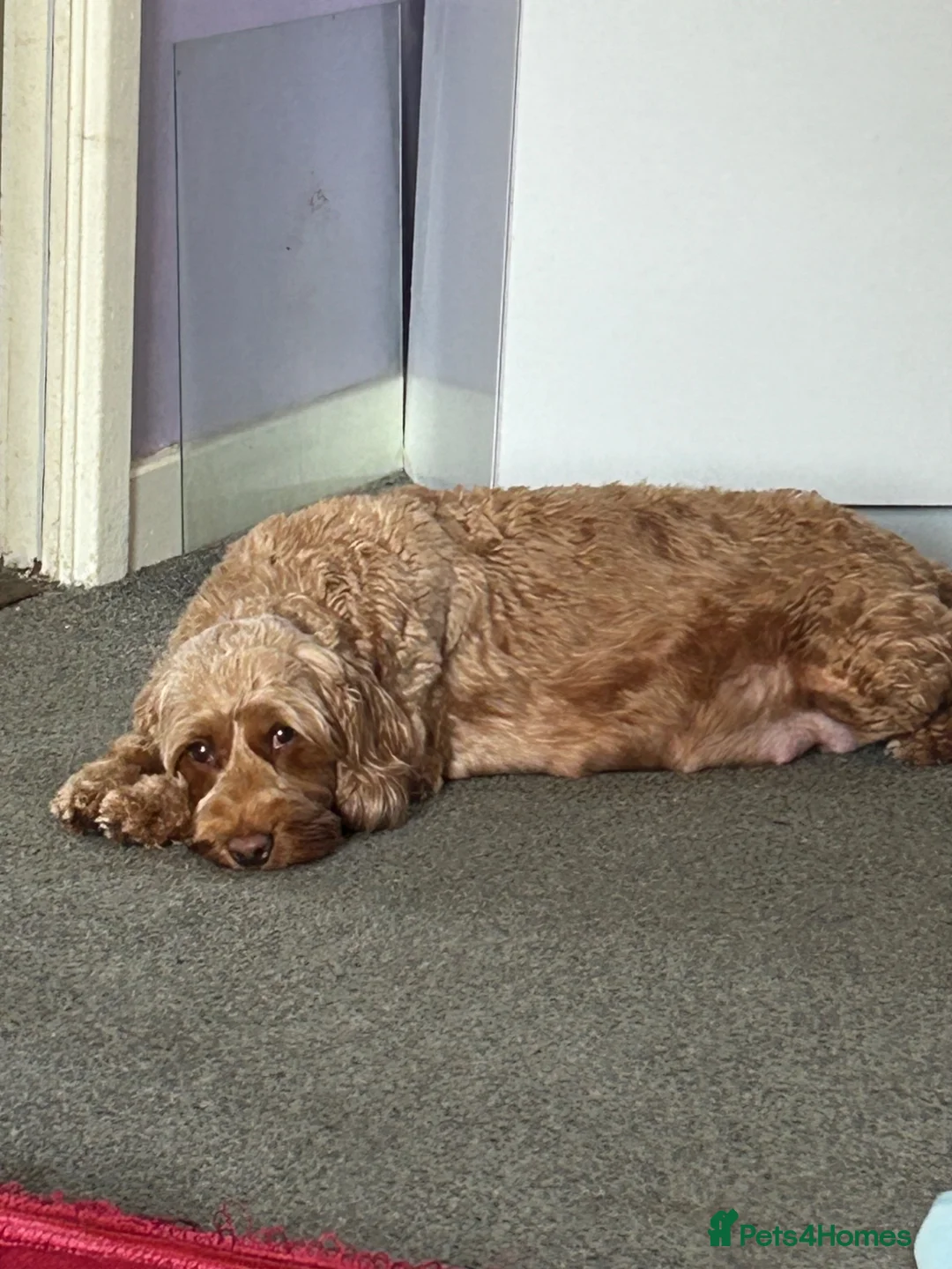Cavapoo dogs for sale: Cavapoo fb1 in Hartlepool - Advert 1