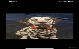 Dalmatian dogs for stud: Handsome boy for stud in Doncaster - Image 15