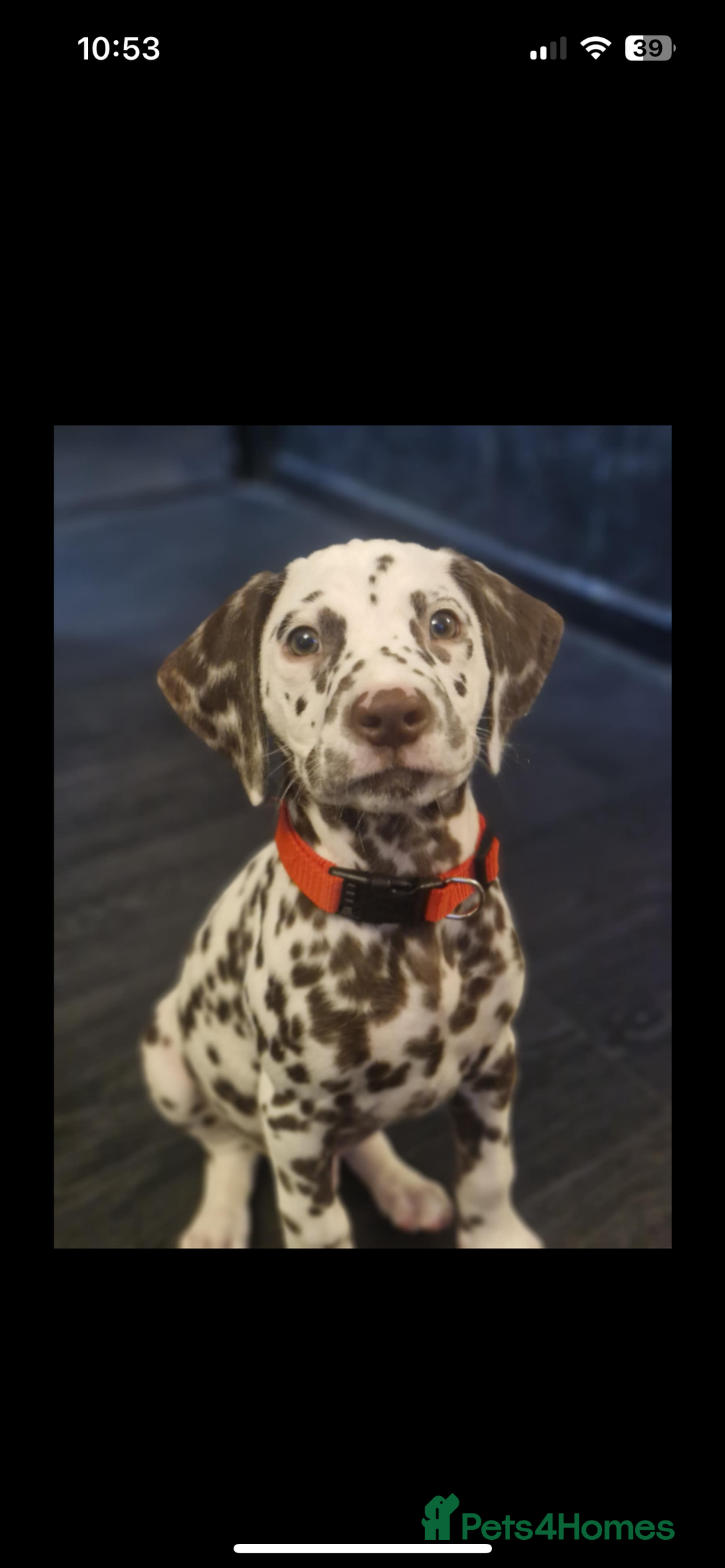 Dalmatian dogs for stud: Handsome boy for stud in Doncaster - Image 15