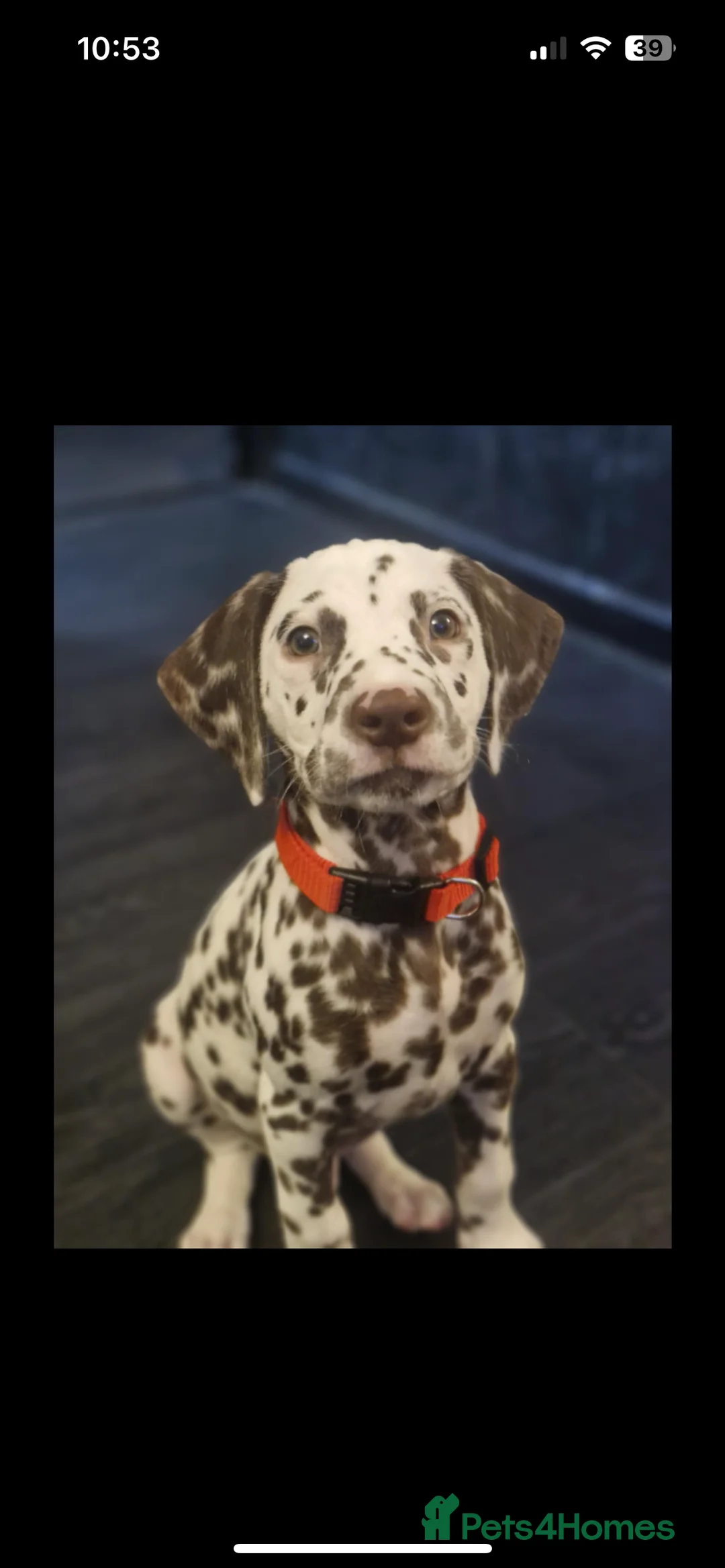 Dalmatian dogs for stud: Handsome boy for stud in Doncaster - Advert 15