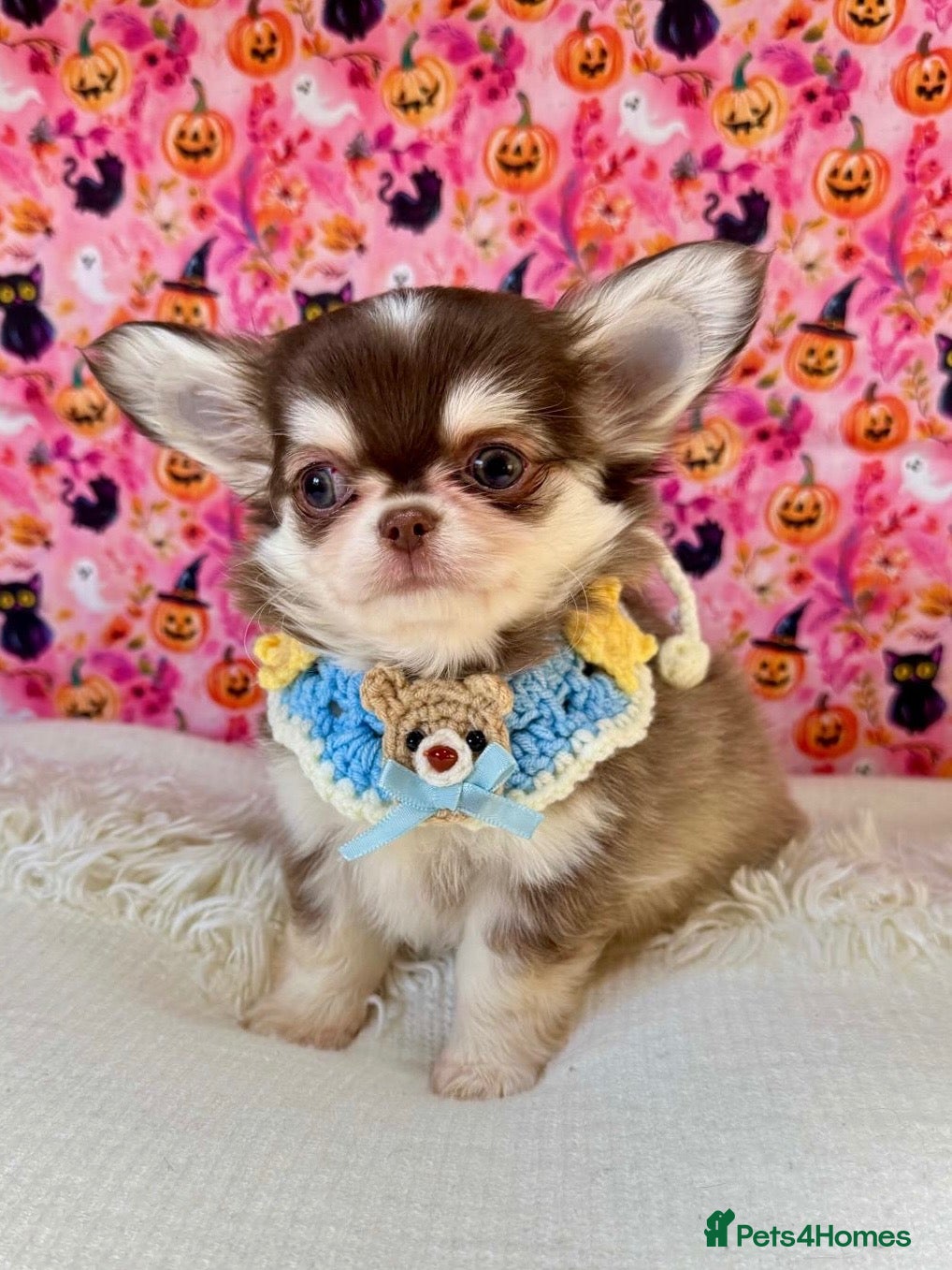 Chihuahua dogs for sale: 🤎🐾🖤Exotic LC RKC Husky Marking Boys🖤🐾🤎 - Advert 1