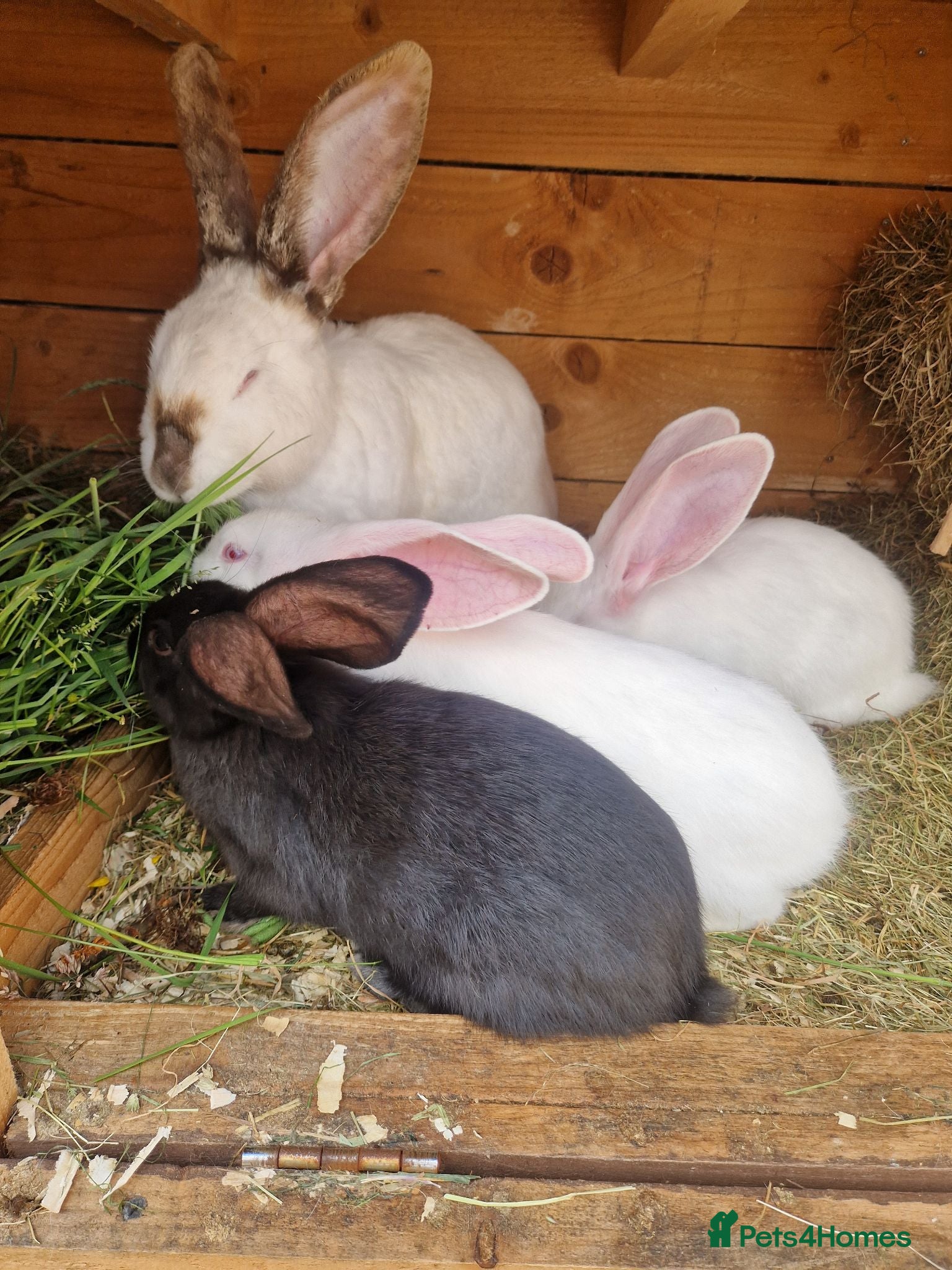Continental Giant rabbits Continental Giants - Advert 2