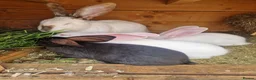 Continental Giant rabbits for sale: Continental Giants / Transylvania Giant  - Advert 4