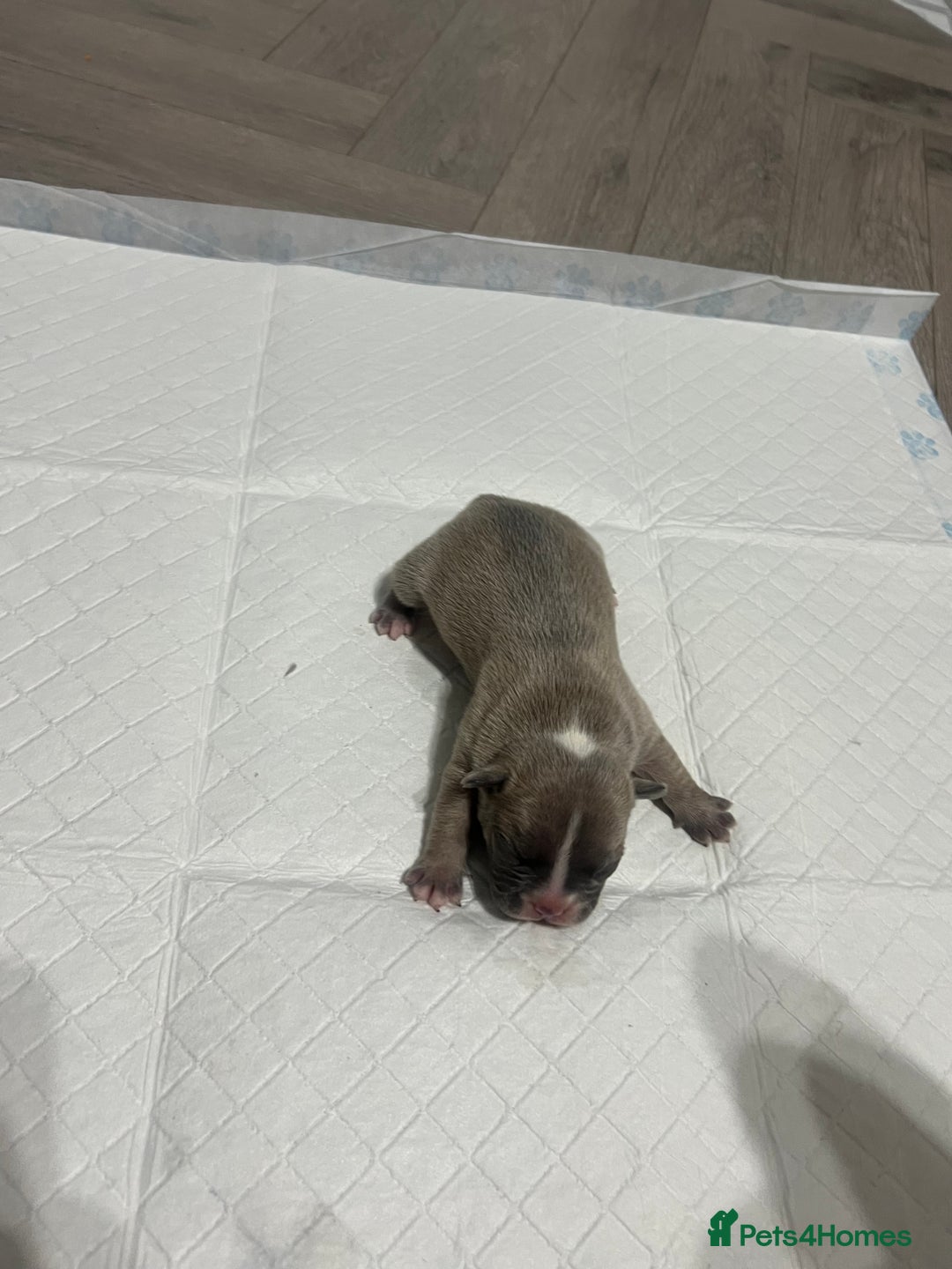 French Bulldog dogs for sale: French Bulldog Puppy’s  - Advert 9