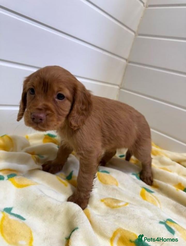 Cocker Spaniel dogs Cocker spaniel puppies  - Advert 3