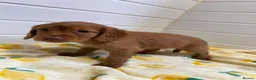Cocker Spaniel dogs for sale: Cocker spaniel puppies  in Birmingham - Advert 1