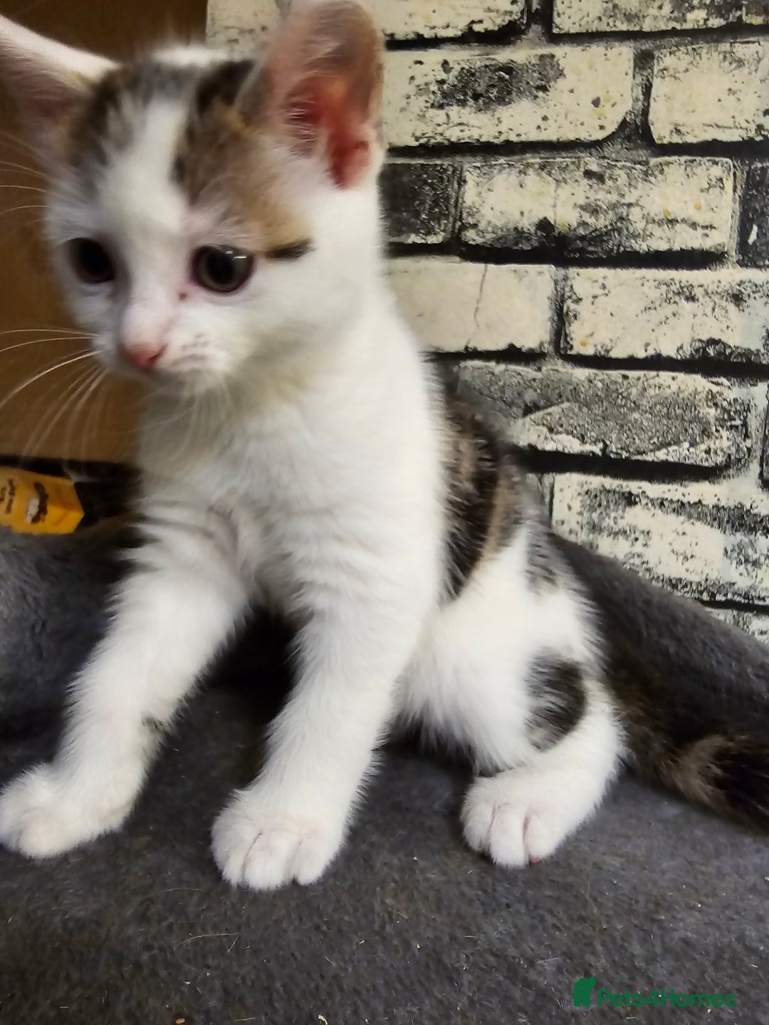 Domestic Shorthair cats for sale: Kittens for sale - Image 6
