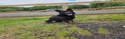 German Shepherd dogs for sale: Pick of Litter Bi-Colour KC Reg German Shepherd - Advert 3