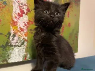 Mixed Breed cats Mixed Breed Kittens – 1 Male & 4 Female Available - Advert 1