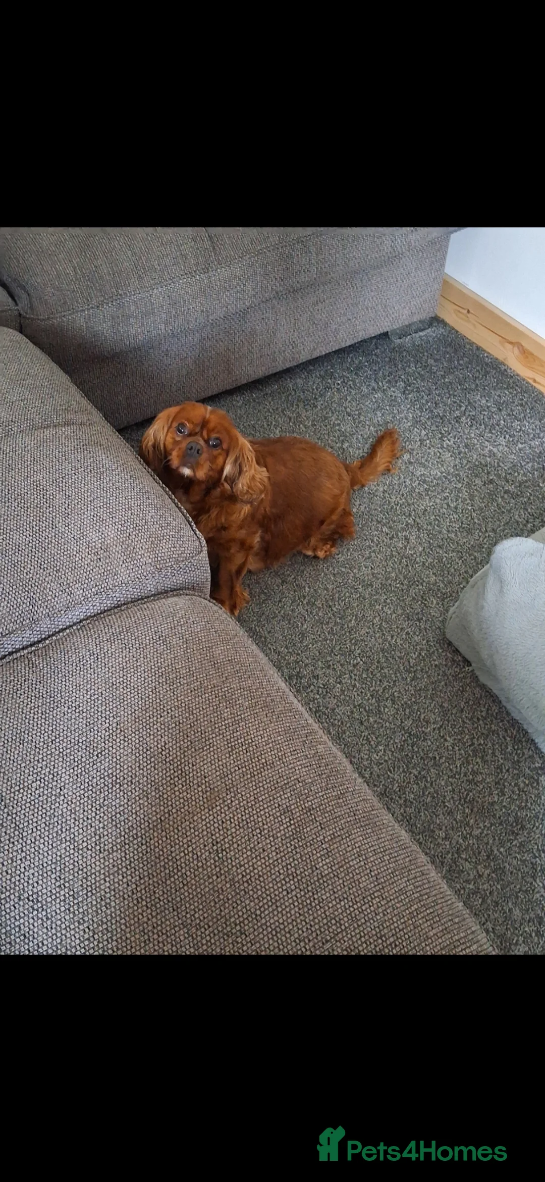 Cavapoo dogs for sale: Health tested parents of this beautiful litter  in Swadlincote - Advert 13