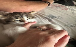 British Longhair cats for sale: Ready Now!! Beautiful BLH Kittens 💜🐾 - Image 10