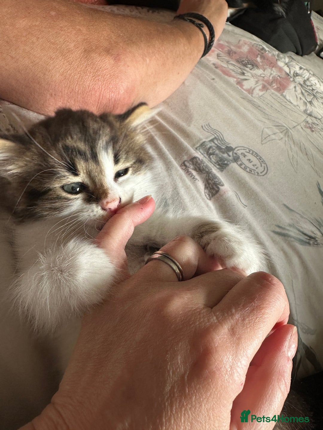 British Longhair cats for sale: Ready Now!! Beautiful BLH Kittens 💜🐾 - Image 10