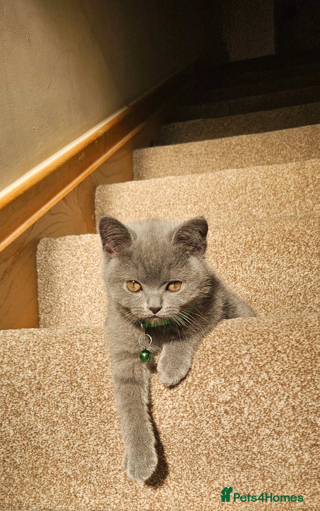 British Shorthair cats for sale: Beautiful Pedigree British Blue Kittens  🐾 - Advert 27