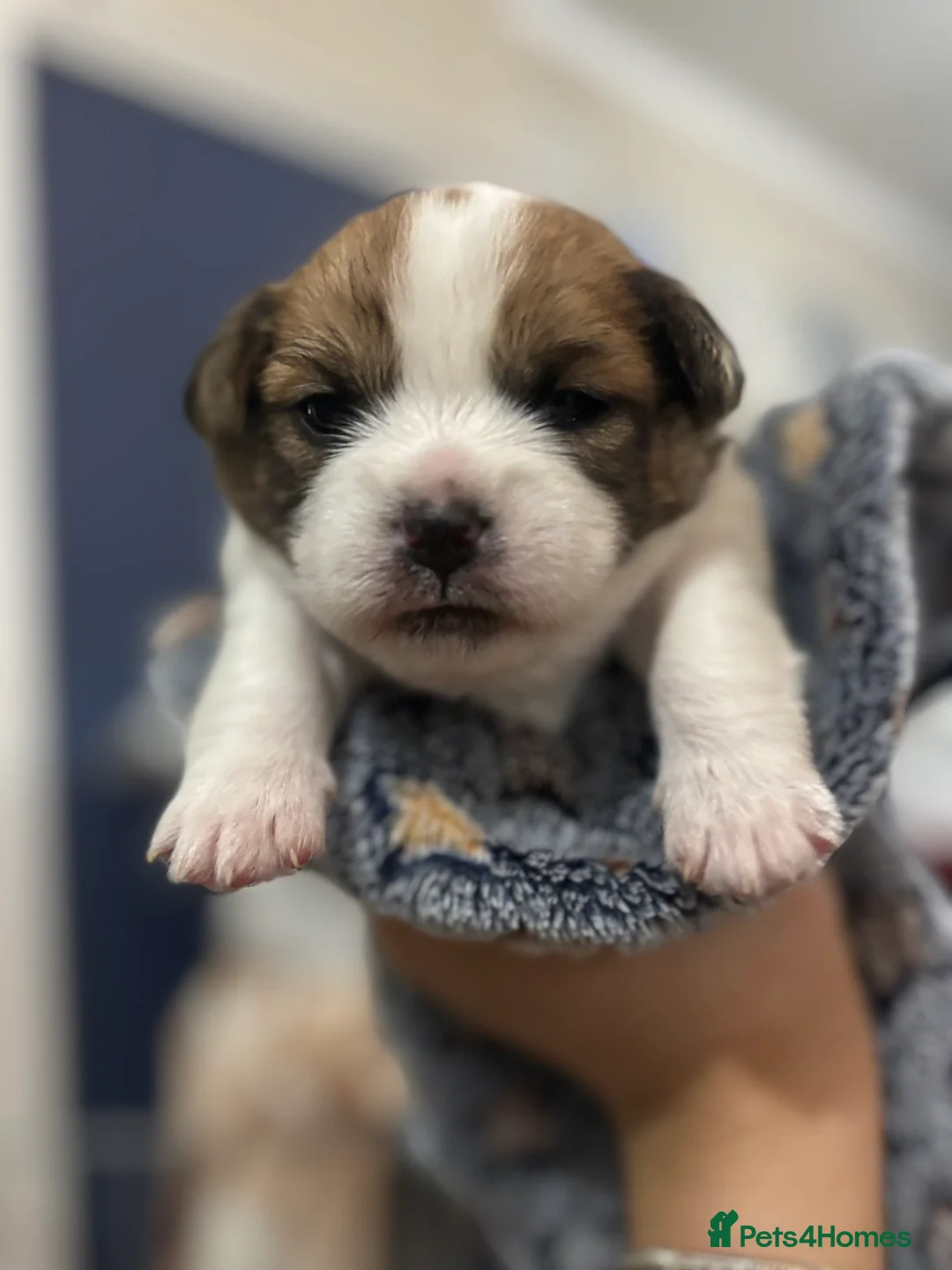 Shorkie dogs for sale: Shorkie x puppies  - Advert 6