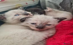 Mixed Breed cats for sale: 4 sweet kittens  - Image 5