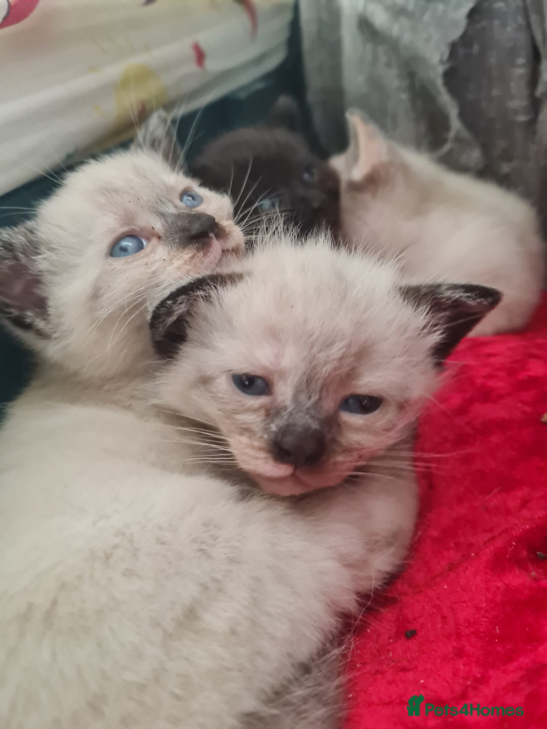 Mixed Breed cats for sale: 4 sweet kittens  - Image 5