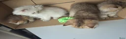 British Longhair cats for sale: Golden British longhair pure bloodline  - Advert 23