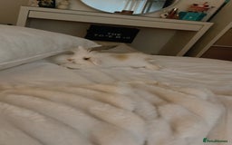 Lionhead rabbits for sale: Loving, cuddly rabbit for sale - Image 3