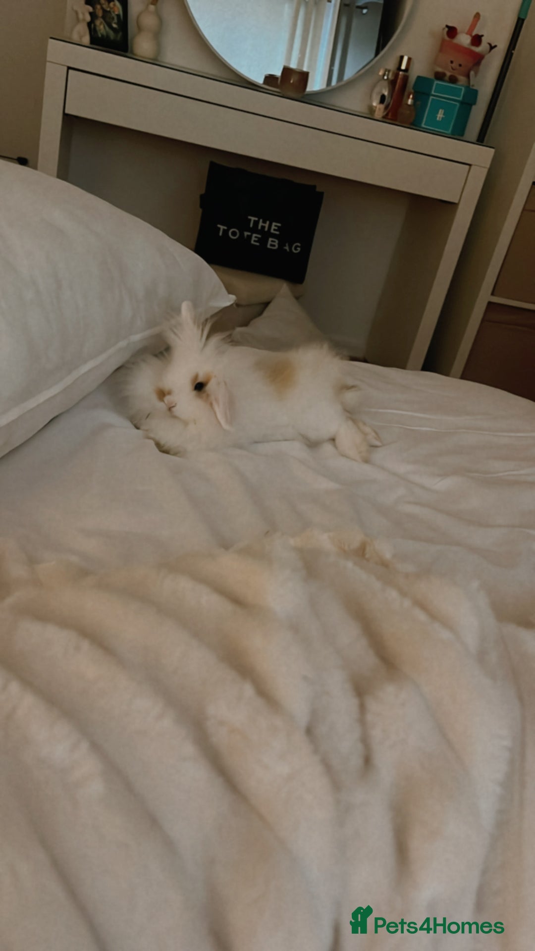 Lionhead rabbits for sale: Loving, cuddly rabbit for sale - Image 3