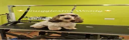Cocker Spaniel dogs for sale: Stunning KC Reg Show type Cocker Spaniel puppies  - Advert 22