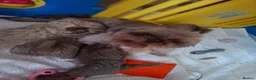 Shih Tzu dogs for sale: Stunning shih Tzu pups 2 girls 3 boys  in Liverpool - Advert 15