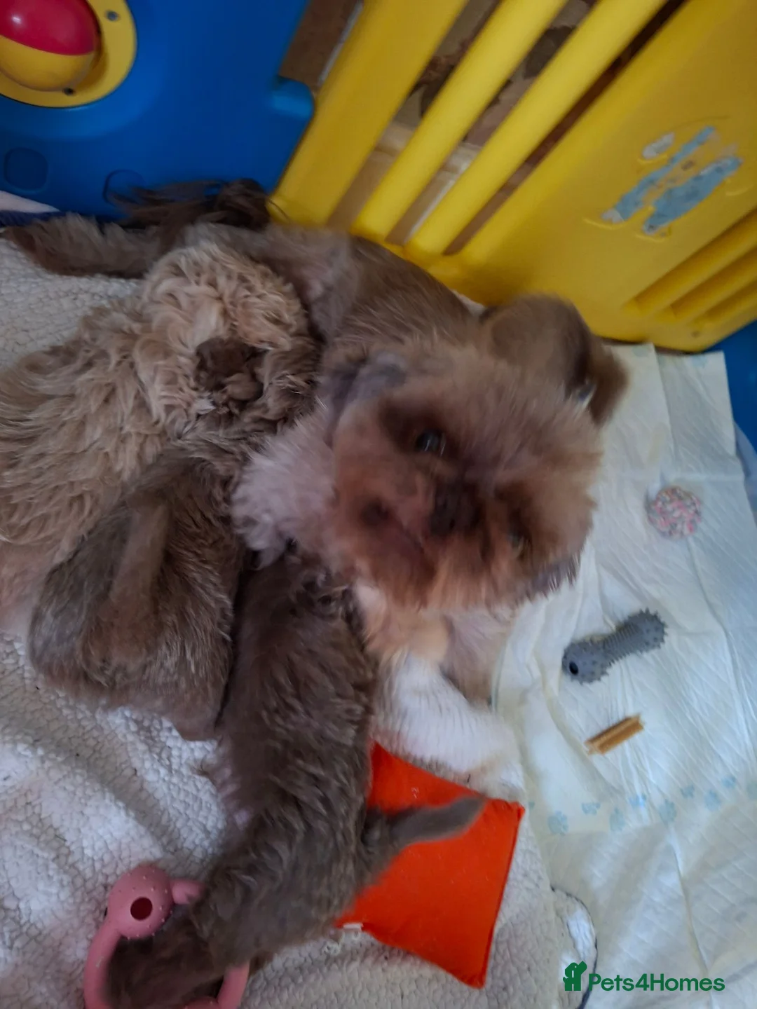 Shih Tzu dogs for sale: Stunning shih Tzu pups 2 girls 3 boys  in Liverpool - Advert 15