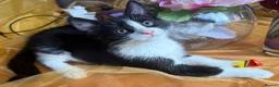 Mixed Breed cats for sale: Maine Coon Mixed Kittens Tabby & Tuxedo Richmond - Advert 14