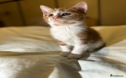 Mixed Breed cats for sale: Gorgeous fluffy kittens  - Advert 14