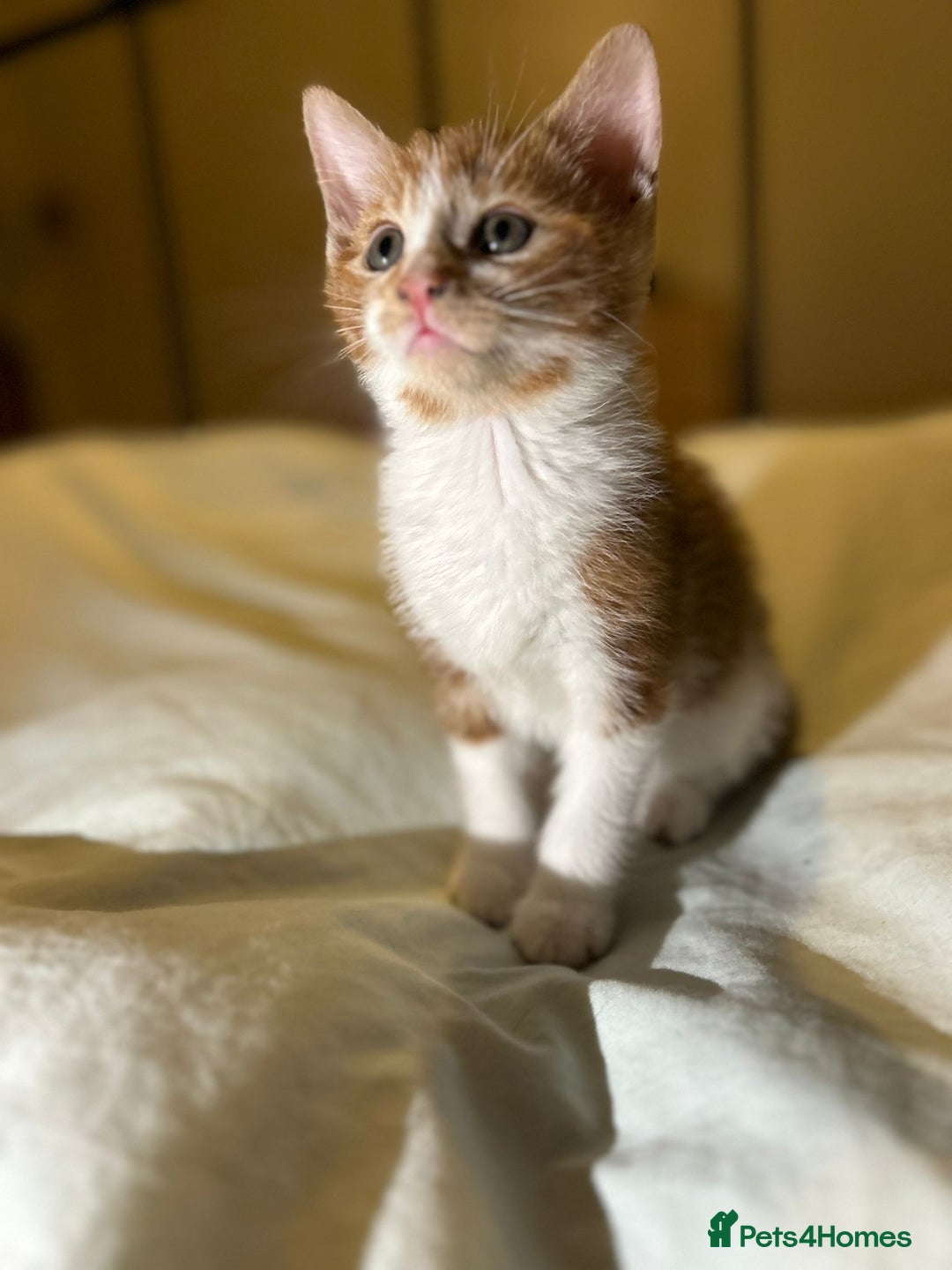 Mixed Breed cats for sale: Gorgeous fluffy kittens  - Advert 14