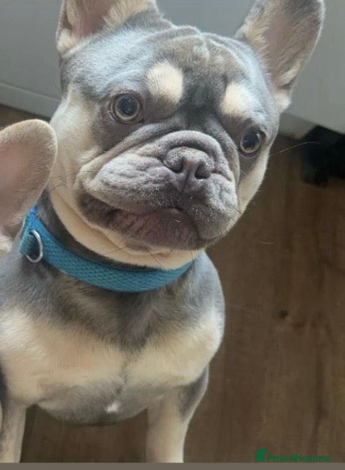 French Bulldog dogs Beautiful boy Stitch age 4yrs - Advert 1