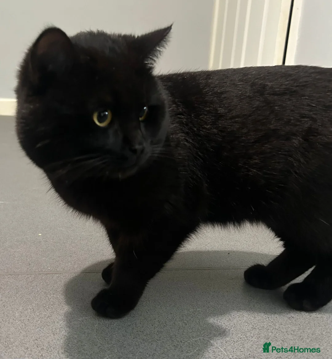 British Shorthair cats for sale: Gorgeous chunky male BSh stud - Advert 8