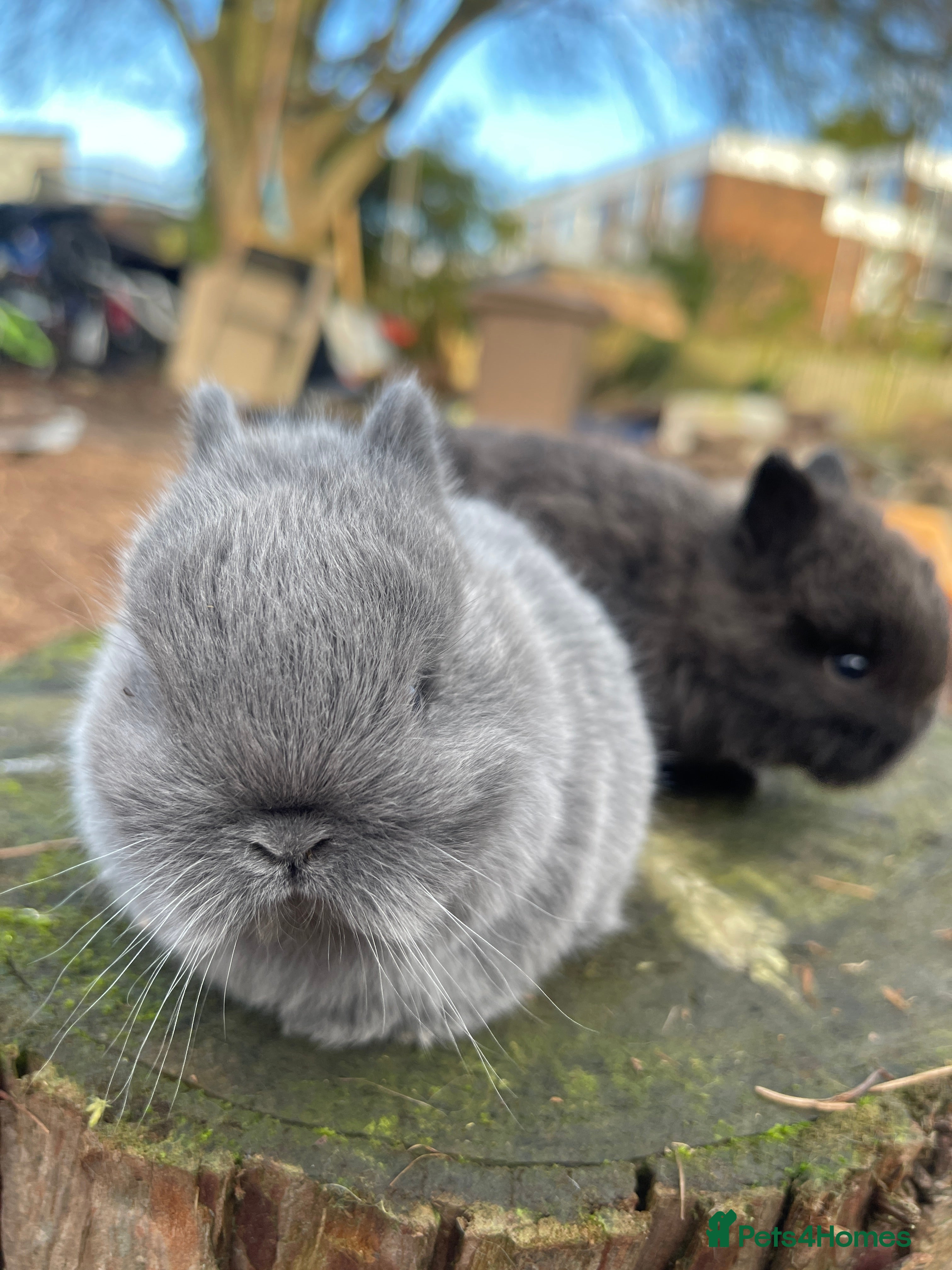 Netherland Dwarf rabbits Real Netherland Dwarf   - Advert 12