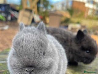 Netherland Dwarf rabbits Real Netherland Dwarf - Advert 12