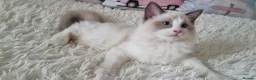 Ragdoll cats for sale: 💕Beautiful TICA Ragdolls Kittens 💕 - Advert 27