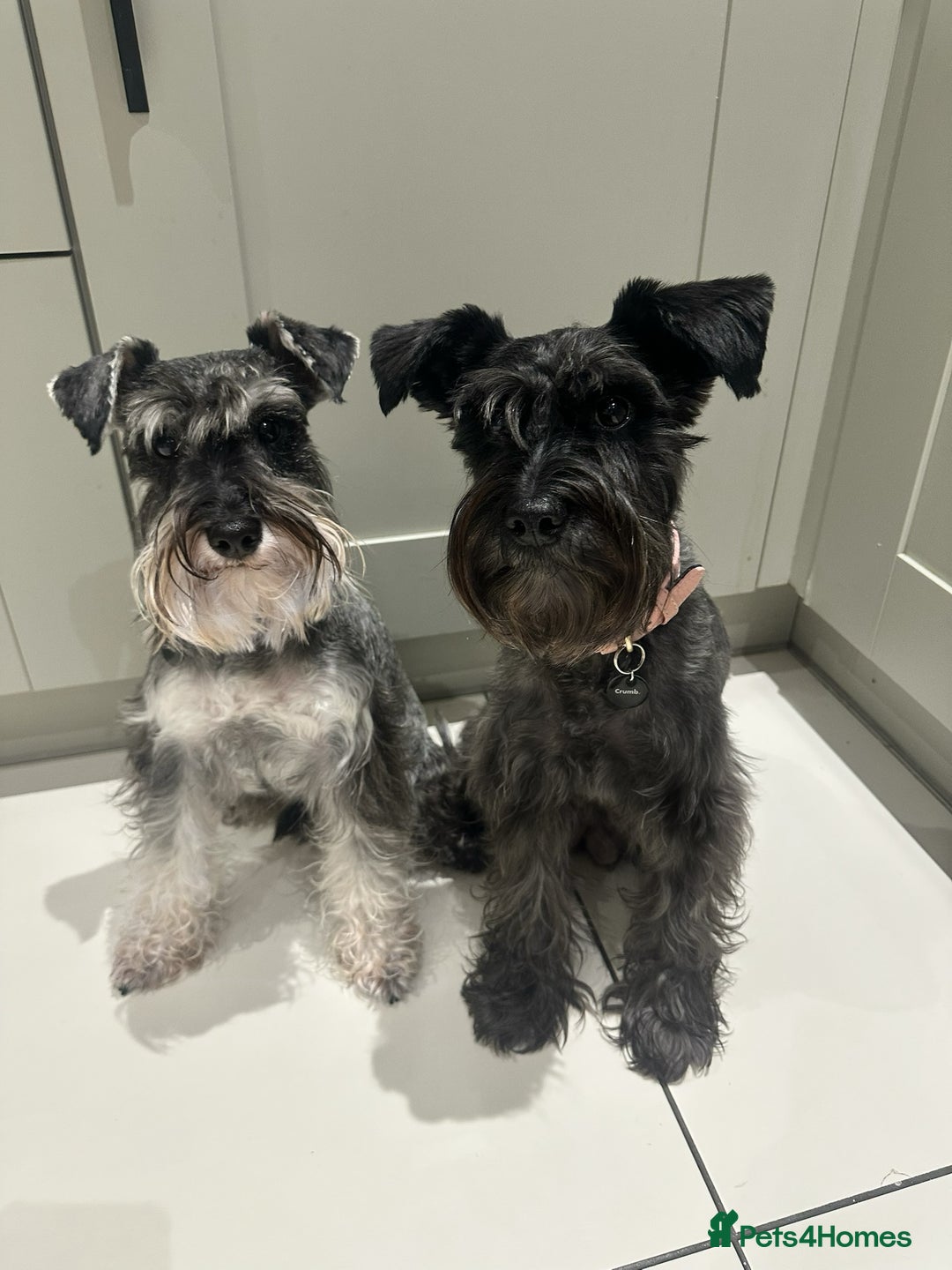 Miniature Schnauzer dogs for sale: Miniature Schnauzer puppies  - Advert 2