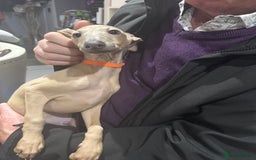 Italian Greyhound dogs for sale: Cream and fawn collection of autumn beauties  - Image 1